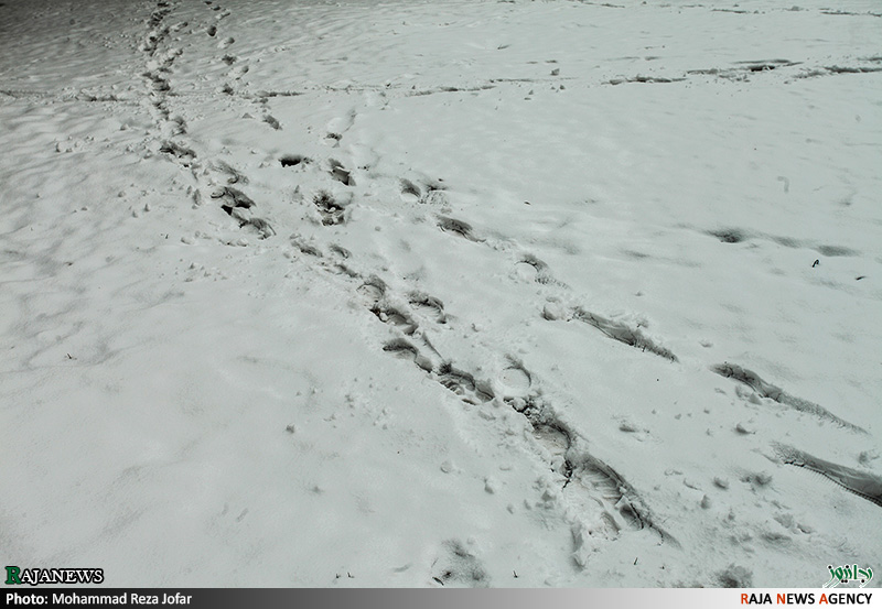 تصاویر:: بارش برف در تهران